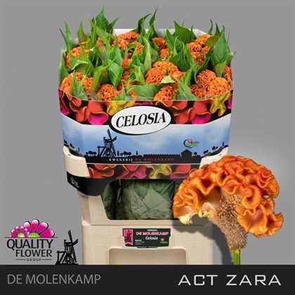 Celosia Cresta Hol. Act Zara 70cm x5 Nj.