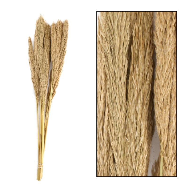 Plumas Pampa Lenn Natural 75cm (10 Tallos)