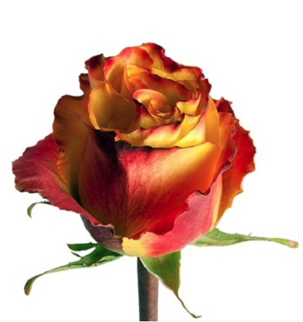 Rosa Ecu. High Yellow Flame 80cm