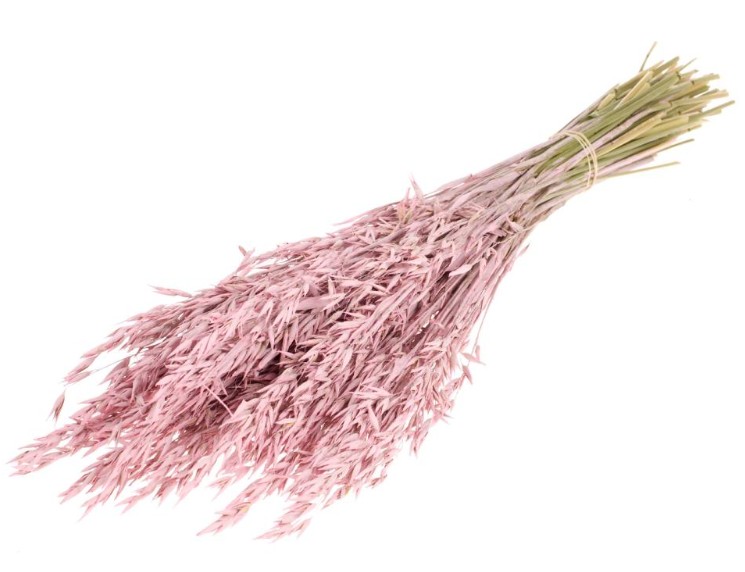 Avena Seca Rosa Claro 65cm 200g