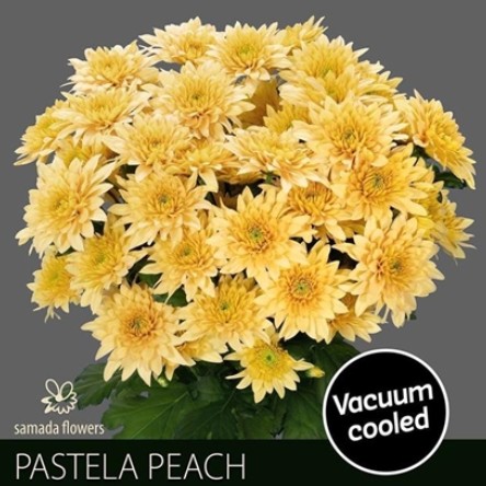 Margarita Hol. Pastela Peach 85gr