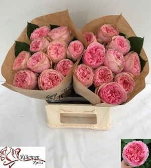 Rosa Hol. Pride Of Jane 40cm x10 (7 Dias - 2)