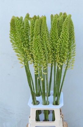 Eremurus Hol. Crema 90cm (30cm flor) x5