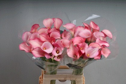 Calla Blushing Lady 80cm