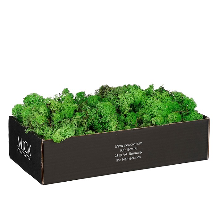 Caja Musgo Preservado Verde 500g