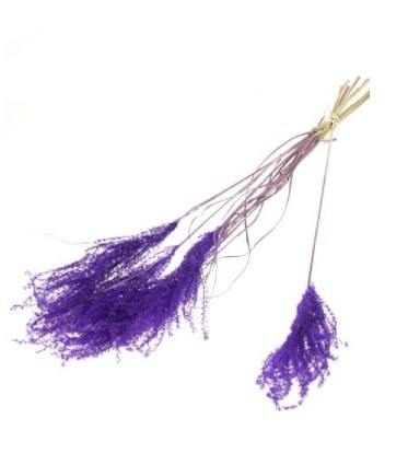 Plumas Reed Purple 70cm (10 Tallos)