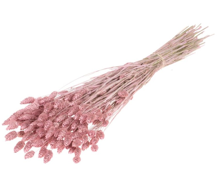 Phalaris Seco Rosa Claro 65cm 220g