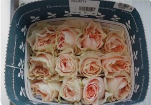 Rosa Col. Felicity Peach 50cm