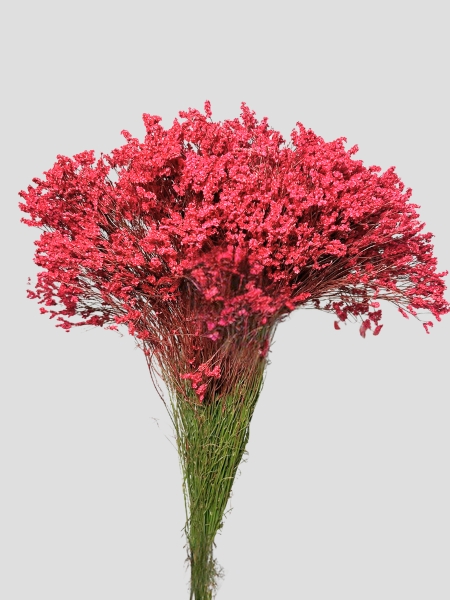 Limonium Nac. "Mazo" Hibrido Tintado Rojo 70cm x25