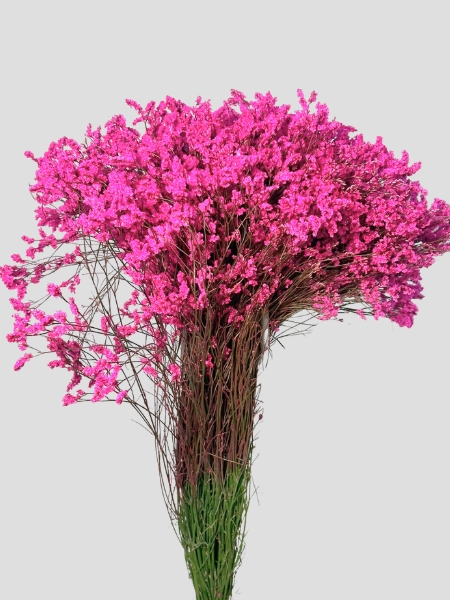 Limonium Nac. "Mazo" Hibrido Tintado Fucsia 70cm x25