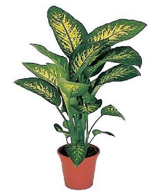 P. Dieffenbachia Se Tropic Snow 21/95cm