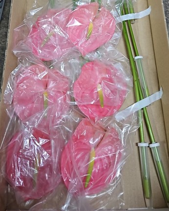 Anthurium Nac. Rosa x16