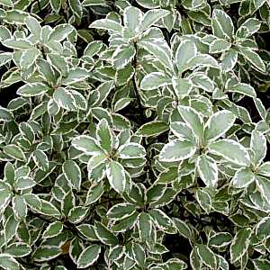 Pittosporum Nigra 50cm