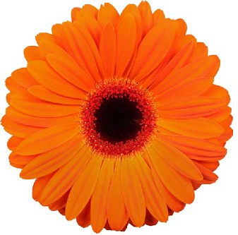 Gerbera Hol. Dutch Pride x25 Nj.