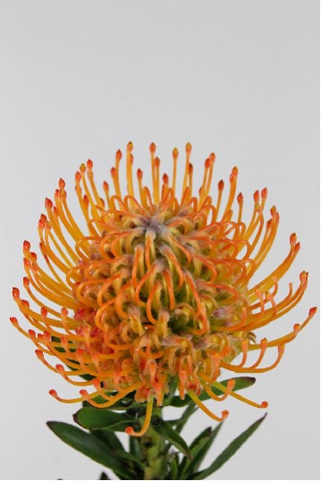 Protea Nutans Ayoba Sun 40cm Nar.