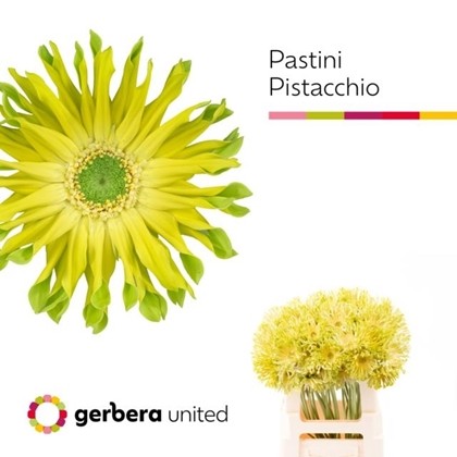 Gerbera Hol. Kv Pastini Pistacchio "T10"