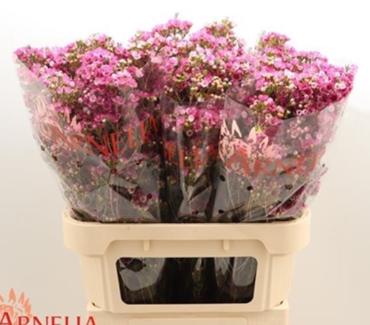 Flor Cera Hol. Ninas Delight 55cm 15gr x5 Fuc.