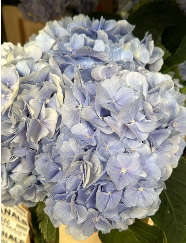 Hortensia Hol. Verena Azul 50cm 16/18