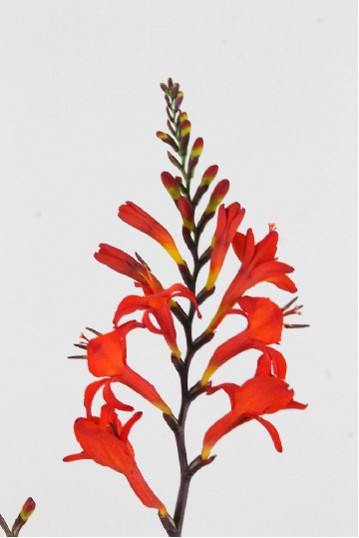 Crocosmia Hol. Red King 80cm x10