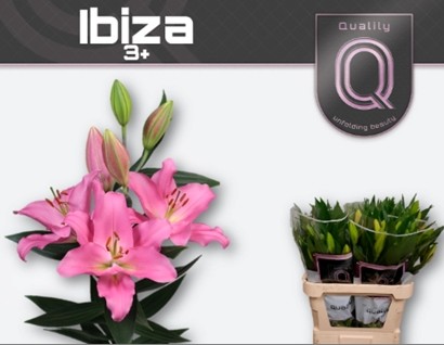 Oriental Hol. Rs. Ibiza 85cm 3 flores