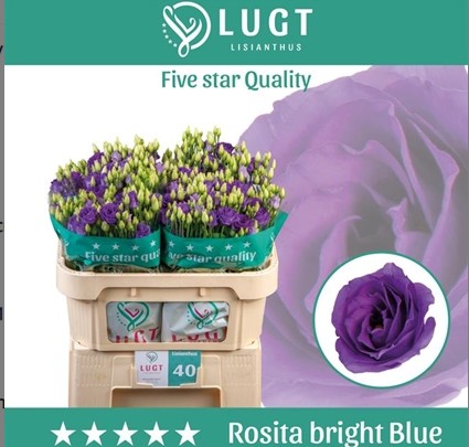 Lisiantus Hol. Rosi Bright Blue 70cm 55gr x10 Az.