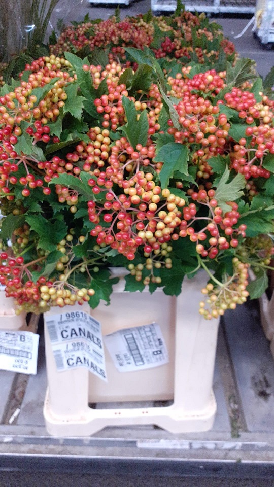 Viburnum Fruta Op Compactum 50cm x5 3bl