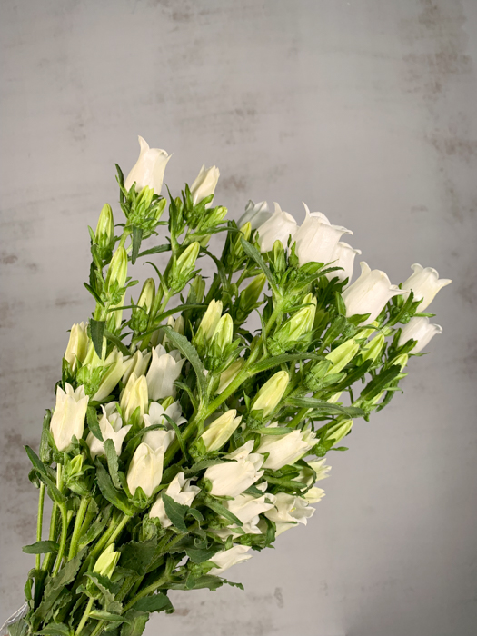 Campanula Hol. Champion Whit 65cm x10