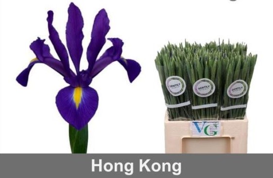 Iris Hong Kong 60cm 30gr