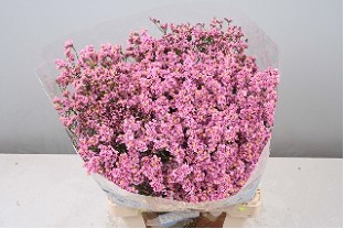 Limonium Hol. Anouchka Dia 65cm 20gr x25 Rs.