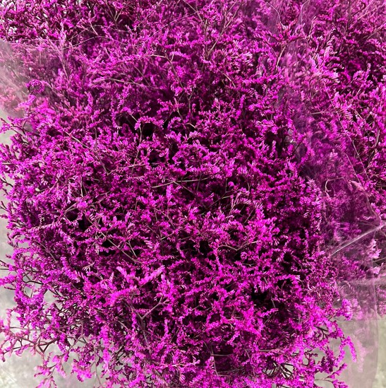 Limonium "Mazo" Chino Tintado Fucsia 70cm x25