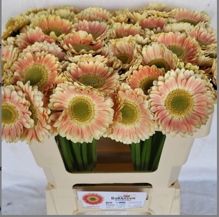 Gerbera Mini Hol. Tompouce x20