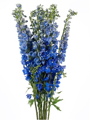 Delphinium Hol. Delp Emeral 100cm x10