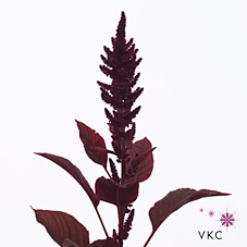 Amaranthus Hol. Cr Velvet Recto Rojo 60cm