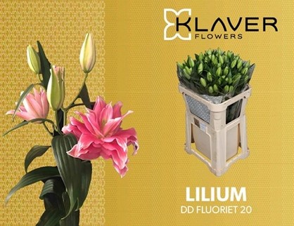 Oriental Hol. Rs. Doble Dutch Fluoriet 80cm 3/4 flores