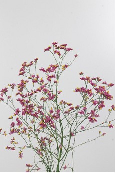 Limonium Hol. Lily Diamond 60cm 30gr x25 Fr