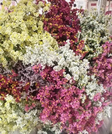 Limonium Hol. Diamond Harleking 55cm 25gr x25