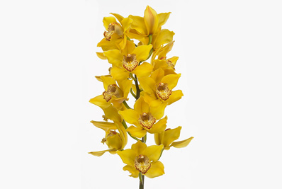 Cymbidium Yellow King 80cm