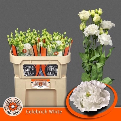 Lisiantus Hol. Celebrich White 70cm 55gr x10