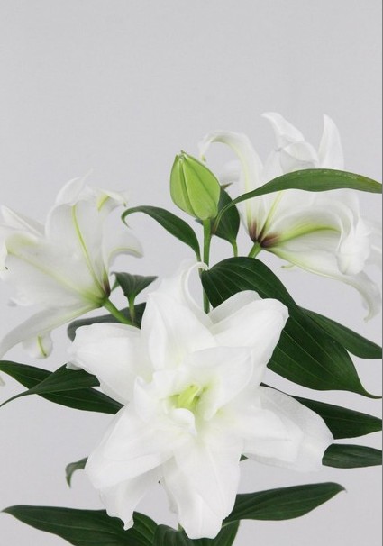 Oriental Hol. Bl. Doble Roselily Angela 95cm 4/5 flores