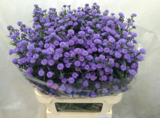 Aster Hol. Parade 80cm 30gr x25