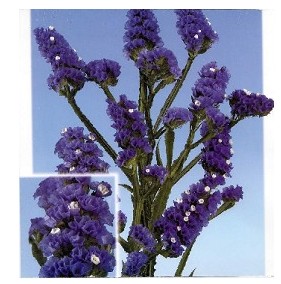 Statice Col. Morado 60cm x10