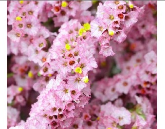 Limonium Col. Pink Beauty 60cm x10