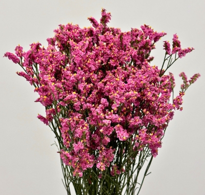 Limonium Col. Pink Beauty 70cm x10