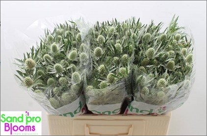 Eryngium Hol. White Lagoon 50cm "T10"