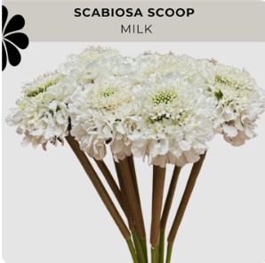 Scabiosa Ecu. Milky Blanca 60cm x10