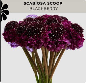 Scabiosa Ecu. Blackberry 60cm x10