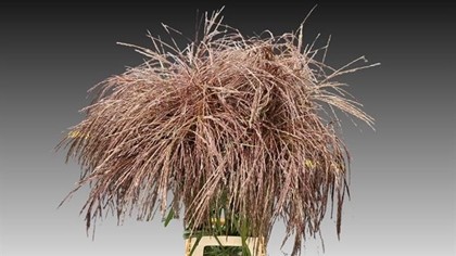 Miscanthus Sinensis Ferner Osten Red 100cm x10