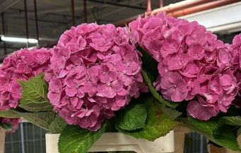 Hortensia Hol. Elbtal 60cm Rs 16/18  Rs (7 Dias - 2)