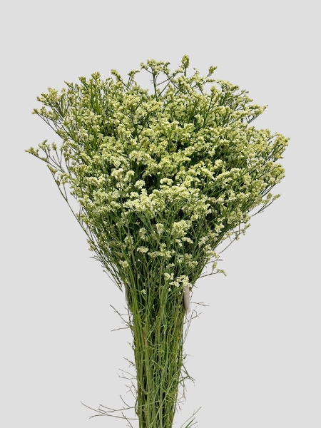 Limonium Nac. "Mazo" Hibrido Tintado Verde 70cm x25