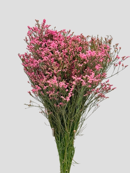 Limonium Nac. "Mazo" Hibrido Tintado Rosa 70cm x25